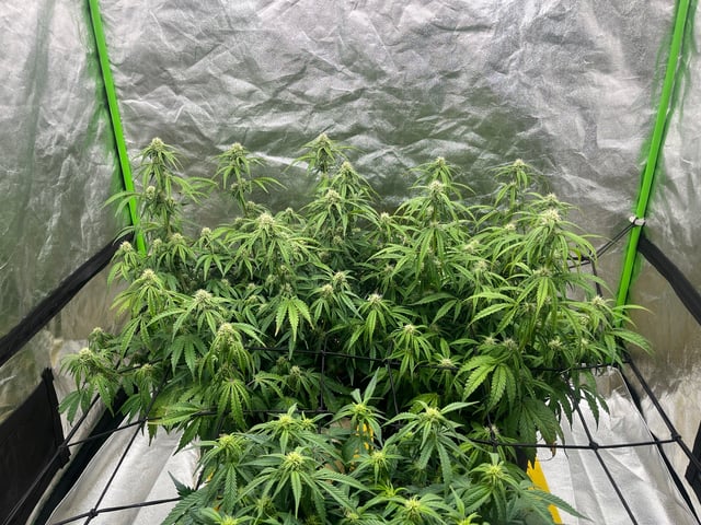 Autoskunk and OG Kush — flower, day 60