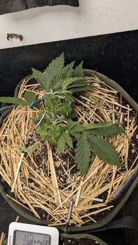 Double Smile And (Alien Vs Triangle X Strawberry Nuggets) — vegetative, day 24
