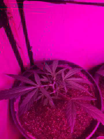 Banana  — vegetative, day 34