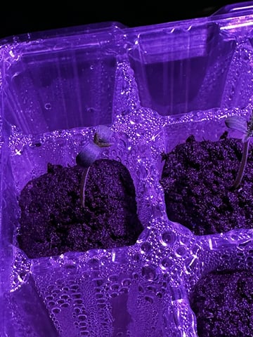 White Runtz (Barney’s Farm) — seedling_rooting, day 5