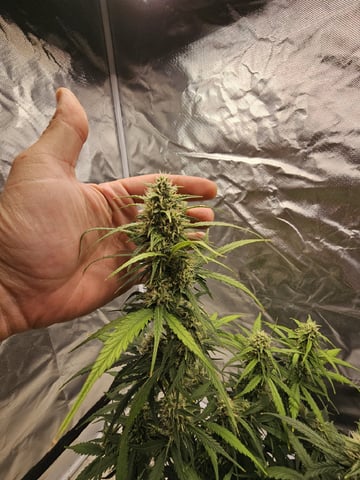 Blue Dream — flower, day 60
