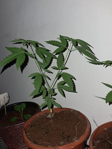 first one — vegetative, day 1