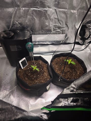 New grow — seedling_rooting, day 9