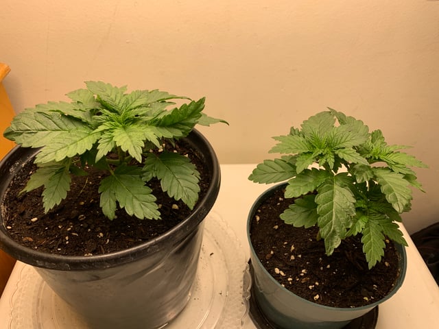 Bubble Burst — grow_setup, day 2