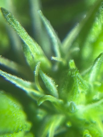 First attempt grow 😶‍🌫️ — flower, day 84