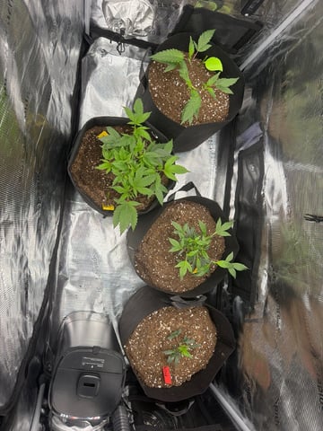     Clone Run #1 — vegetative, day 1
