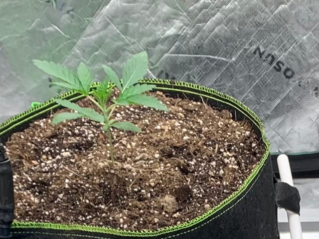 Six  — vegetative, day 23