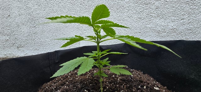 Mystery Weed Plant — vegetative, day 49