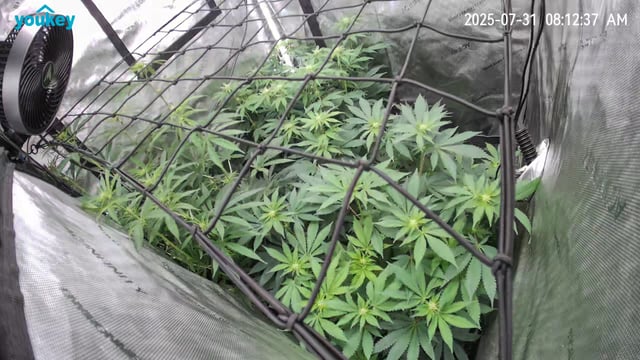 Purple Haze  — flower, day 67