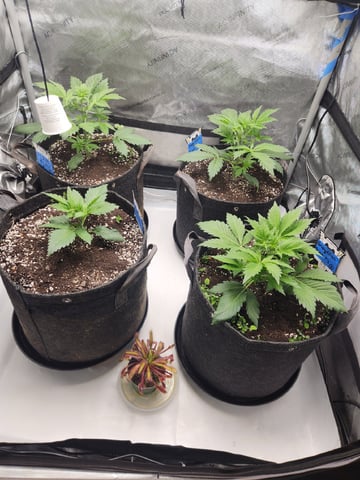 Mephisto's Flava Flav (Grape Crush x Guava Fig) — vegetative, day 28