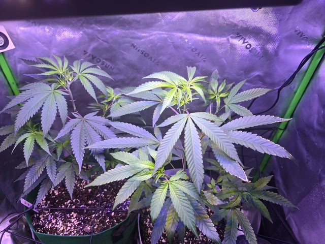 FIRST GROW — vegetative, day 28