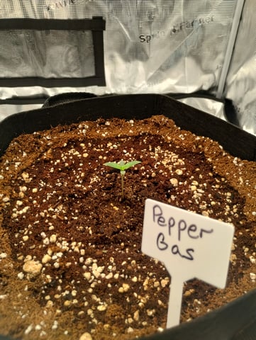 First grow — seedling_rooting, day 7