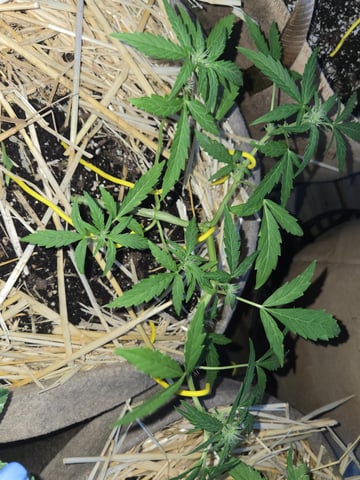 Outdoor Auto's (First Set) — flower, day 22