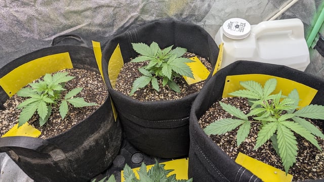 Perpetual Autoflower Mixed Grow #3 — germination, day 24