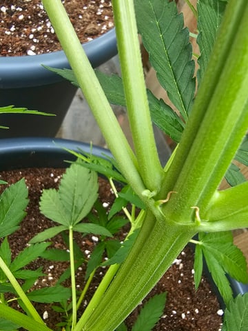 Cheshablue  — vegetative, day 8