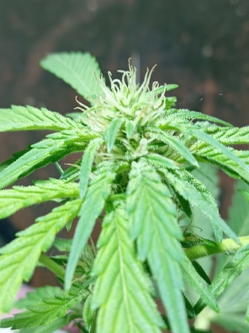 Strawberry Banana Auto  — flower, day 113