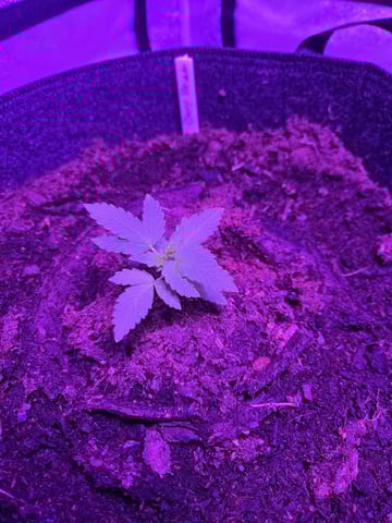 1st Ever Grow — vegetative, day 29