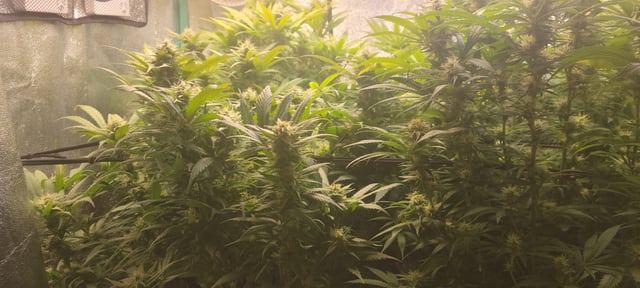 $chooners Grow — flower, day 19