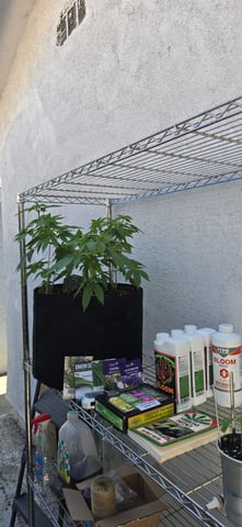 Mystery Weed Plant — vegetative, day 72