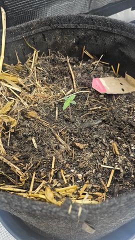 First Feminized Grow  — seedling_rooting, day 7