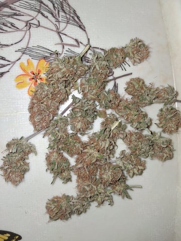 fruity pebbles, cap junky — flower, day 113