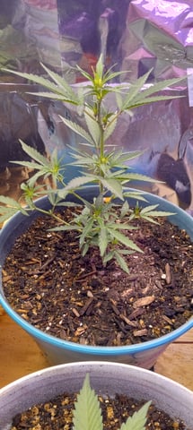 Piney — vegetative, day 1