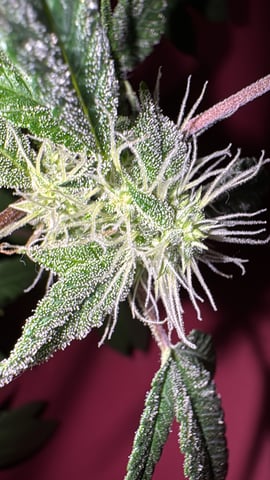 OG Kush — flower, day 95