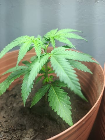 Indoor 🇲🇽 — vegetative, day 24