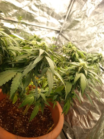( Guava Dawg × Sour Tangie ) F2 — flower, day 13