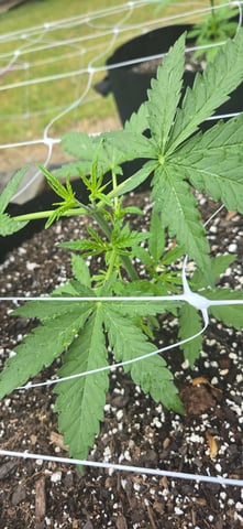 2025 Outdoor — vegetative, day 1