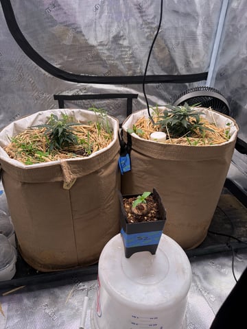 Round 1.5 — vegetative, day 12