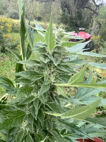 Banjo (Adam’s Plant) — flower, day 82