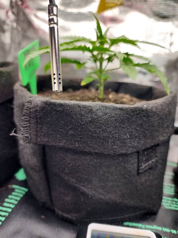 HE1E we GROW  — seedling_rooting, day 44