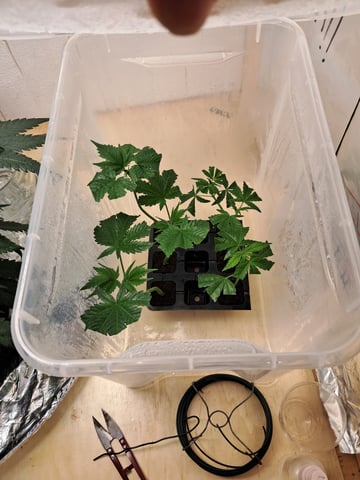 II — flower, day 36