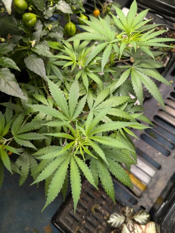 Black African Magic — vegetative, day 54