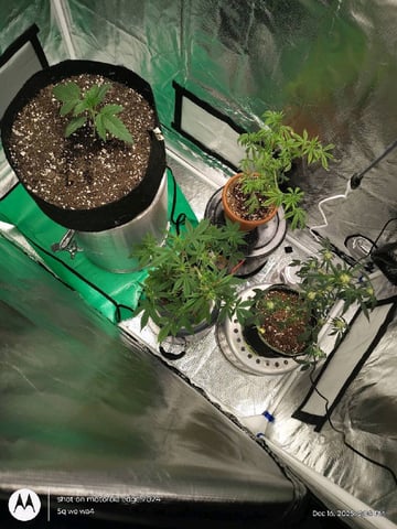 Grow Budz — vegetative, day 15