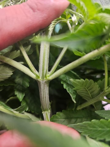 first grow — flower, day 63