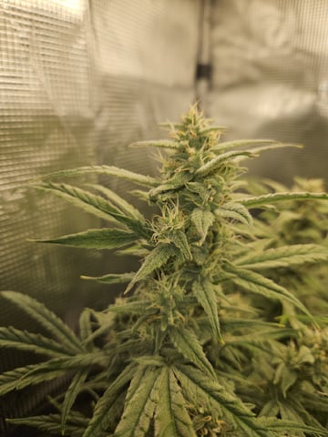 A chill grow in the small tent — flower, day 54