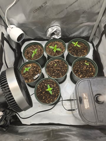 Homegrown - 🍒 🥧 & GSC Auto, 🚀 Seeds 🍌 Buttercups  — seedling_rooting, day 14