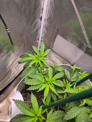 Looking for advice! — vegetative, day 36