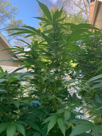 Outdoor  — flower, day 19