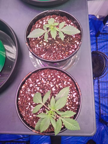 Astro cheese — seedling_rooting, day 18