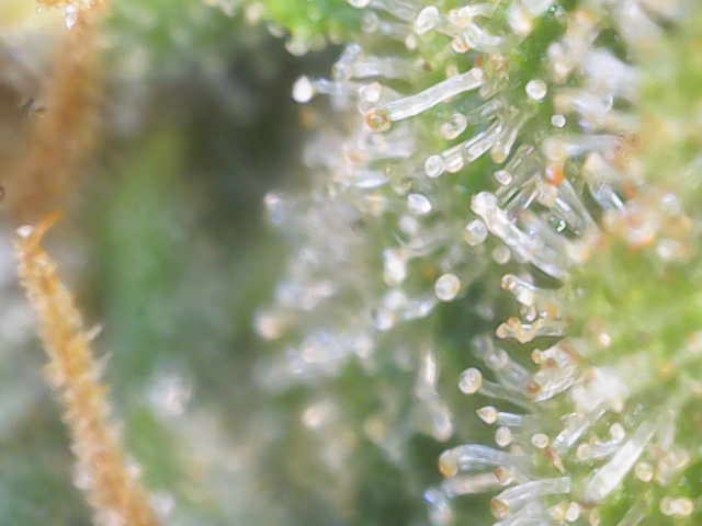 Experiment Time — harvest, day 83