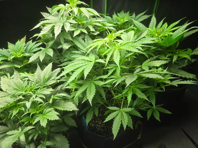 2nd Autoflower Indoor Grow — vegetative, day 32