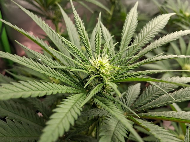 fruity pebbles, cap junky — flower, day 72