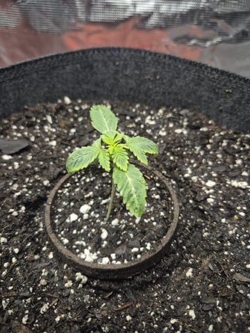 Grow 1 2026 Dream Widow — vegetative, day 16