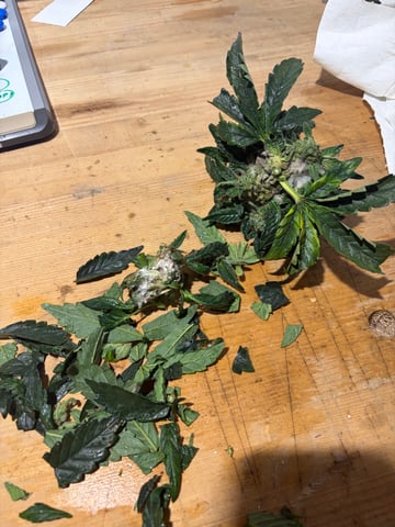 510 First Run! — flower, day 79