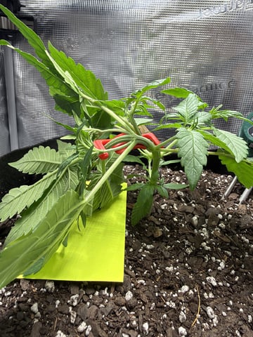 Gorilla Cookies 2nd Try — vegetative, day 32