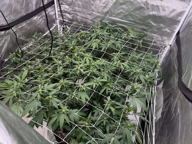 Green Gelato — flower, day 69