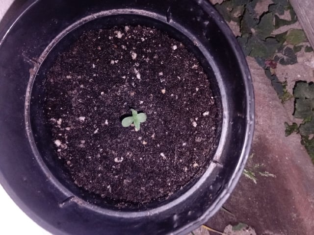 Weed